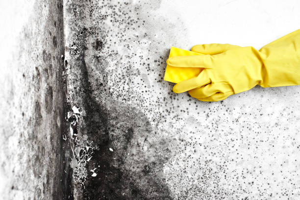 Best Home Mold Removal  in East Cleveland, TN