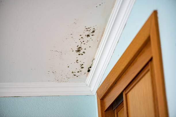 Best Local Mold Removal Service  in East Cleveland, TN