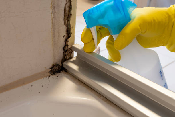 Best Best Mold Removal Companies  in East Cleveland, TN