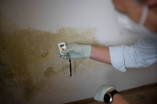 Best Mold Remediation  in East Cleveland, TN