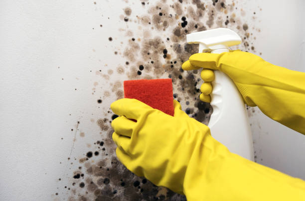 Best Residential Mold Removal  in East Cleveland, TN