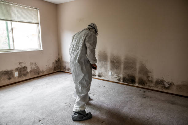 East Cleveland, TN Mold Removal Company