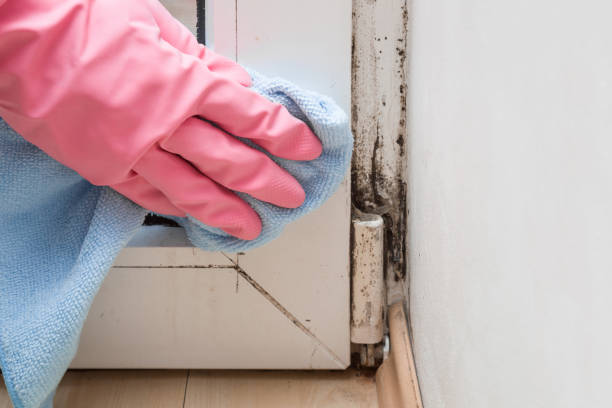 Best Affordable Mold Removal  in East Cleveland, TN